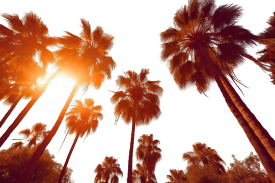 wallpaper sunlight peaceful water background light gold colours hot sunset la beach california tree los Sun shining tall palm trees Summer fashion travel vacation tourism lifestyle weather concept - Powered by Adobe