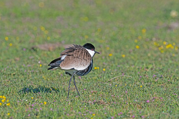 Pur-winged Lapwing (Vanellus spinosus) among pink flowers.