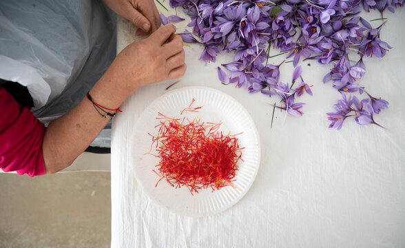 Harvesting Saffron from Purple Crocus Flowers
