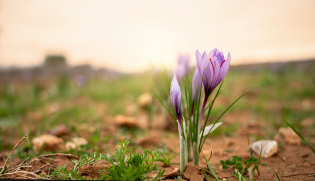 Saffron crocus flowers blooming in the morning light