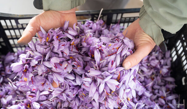 Harvesting Saffron: Hands Sorting Precious Crocus Flowers