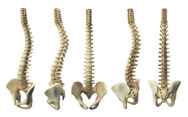 Representation of the human spine, various side-by-side views, front, side, anatomical visualization, 3d rendering, 3d illustration