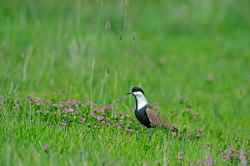 Pur-winged Lapwing (Vanellus spinosus) among pink flowers.