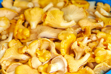  Yellow chanterelles mushrooms in the bucket