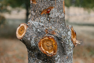 Detail of a branch cut off on a tree trunk with resin. Rosin comes out from wood as cut point. Seasonal rejuvenating and sanitary pruning of trees. Municipal arborist service. Selective focus