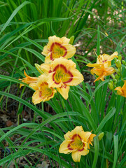 (Hemerocallis 'Cora Offer') Daylilies. Original shape golden yellow hybrid flowers, a small red eyezone and a green throat, a deliciously fragrance and grassy linear green foliage strap-like 