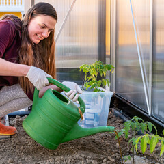 A young woman waters tomato seedlings in a greenhouse