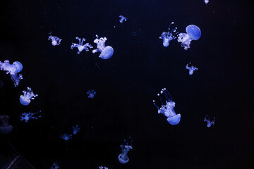 Obraz na płótnie Canvas underwater shot of a beautiful Australian Spotted Jellyfish