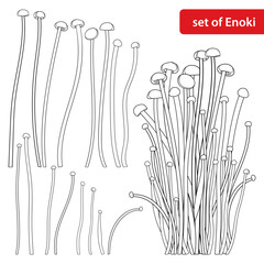 Set with outline Enoki mushroom or Flammulina filiformisin in black isolated on white background. 