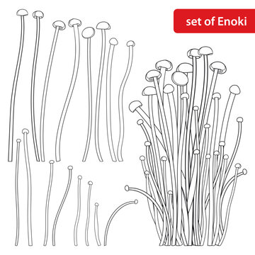 Set with outline Enoki mushroom or Flammulina filiformisin in black isolated on white background. 