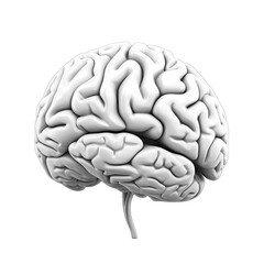 Detailed outline of human brain isolated on transparent background