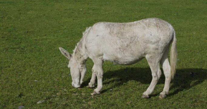 A white donkey grazing on a lush green field. Albino. Slow motion.