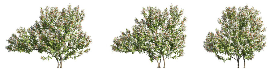 set of albelia trees, 3D rendering with transparent background, for digital composition, illustration & architecture visualization