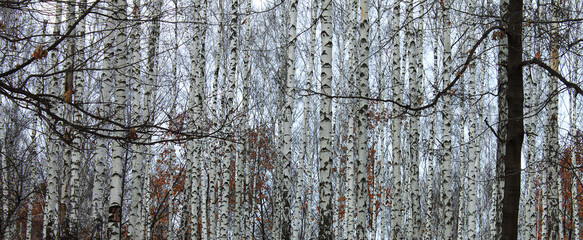 Obraz premium Beautiful birch trees in autumn