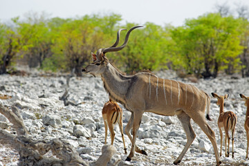 Full Framed Male Kudu with lovely spiral horns walking on the rocky outcrop, with out of focus...