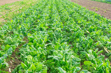 Agricultural Perspective: Neat Cultivation of Swiss Chard.