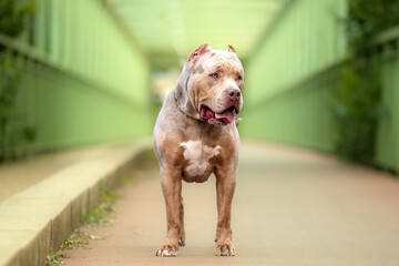 Un chien de race Americain Bully XL pour une séance photo en extérieur 