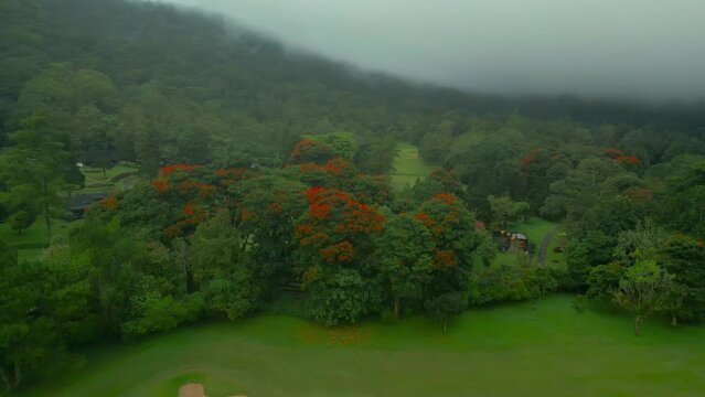 Delonix regia trees with red flowers and green golf pole on cloudy and mist day in Bali, Indonesia. Royal Poinciana, Flamboyant Tree, Flame Tree, Peacock Flower, Gulmohar.