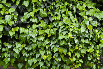 Fresh ivy wall plant with green leaves, ivy foliage texture