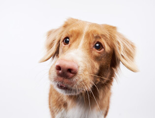 Close-up of a Nova Scotia Duck Tolling Retriever, a study in studio simplicity and canine charm. This dog portrait showcases the breed's distinctive features and friendly demeanor.