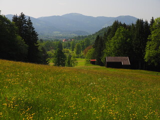 Almwiese bei Lenggries Blick aufs Brauneck