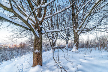 Zimowy pejzaż, ośnieżone gałęzie drzew