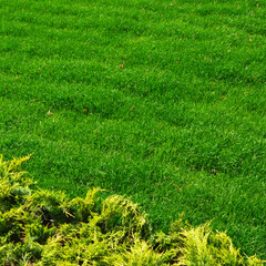 Green grass nature background, natural texture of plant in close-up