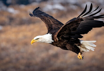 Portrait of American bald eagle flying with large wings with a furious look 