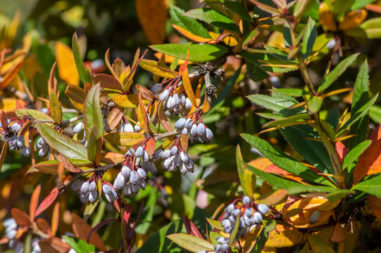 Berberis julianae wintergreen chinesse evergreen barberry during autumn with green and yellow leaves and blue berry fruits