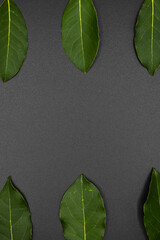 Daphne leaf, bay leaf, Laurus nobilis leaf, isolated on black background