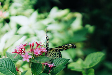 Large Tree Nymph or Paper Kite Butterfly Feeding With Copy Space