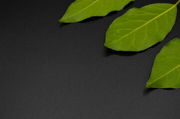Daphne leaf, bay leaf, Laurus nobilis leaf, isolated on black background - obrazy, fototapety, plakaty