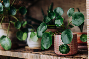 Pilea Peperomioides Houseplant as Home Decor