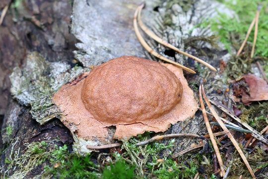 Fuligo leviderma, slime mold from Finland, no common English name