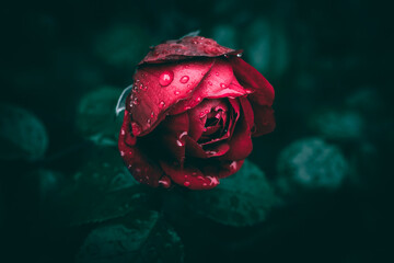 A close up of a red garden rose with rain drops