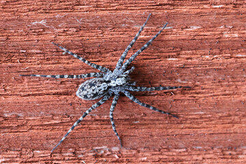 Acantholycosa lignaria, a wolf spider from Finland, no common English name