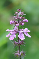 Marsh Woundwort, Stachys palustris, also known as Clown’s woundwort or Marsh hedgenettle, wild flowering plant from Finland