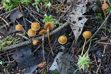 Galerina jaapii, little brown mushroom from Finland, no common English name