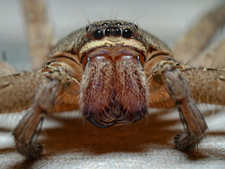 Rain Spider, die gemeine Regenspinne (Palyestes superciliosus)
Pulau Bangka (North Sulawesi,...