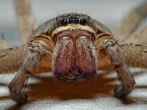 Rain Spider, die gemeine Regenspinne (Palyestes superciliosus)
Pulau Bangka (North Sulawesi, Indonesia)
