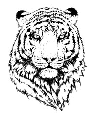 Tiger portrait illustration. Wild cat head detailed drawing. Majestic predator bengal art