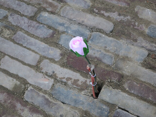 plastic pink rose connected with a glass fibre cable