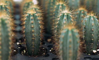 Closeup Macro Background of Thorny Cacti With Copy Space