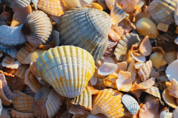 Close-up of seashells on the beach, fragile broken seashells macro