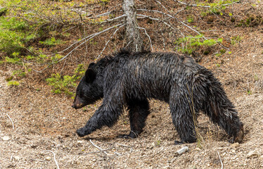 Black Bear in Springtime in Wyoming