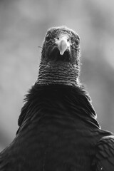 Black vulture bird in Costa Rica black and white