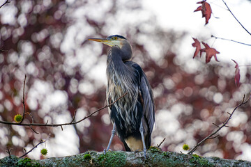great blue heron
