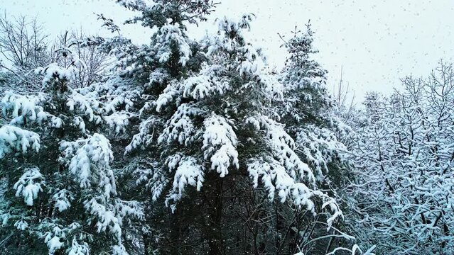 snowstorm and snow covered branches in the forest landscape.