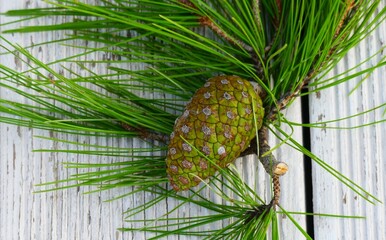 Pine cone on white wooden rustic background