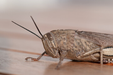 macro photography of a grasshopper